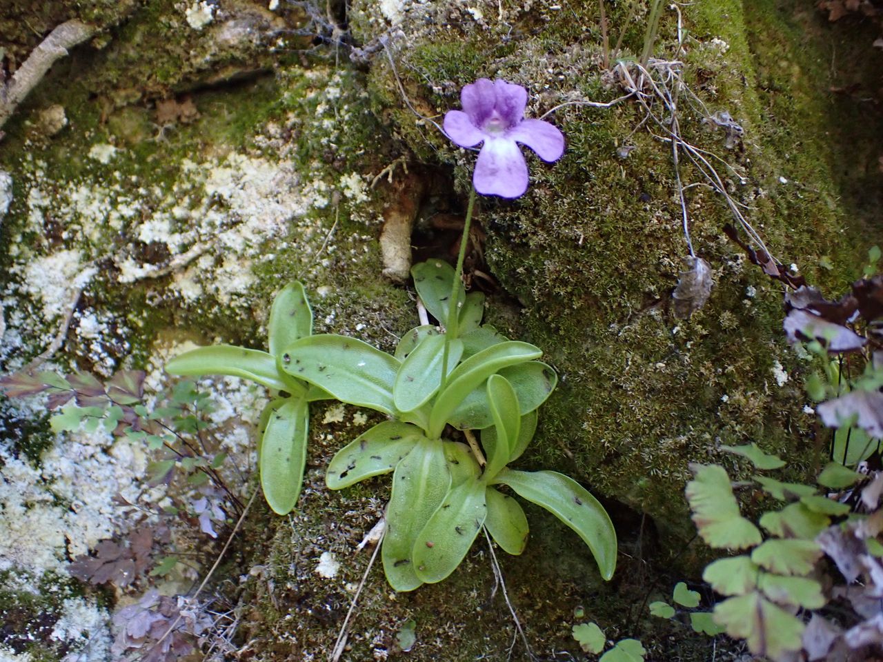 Pinguicula caussensis