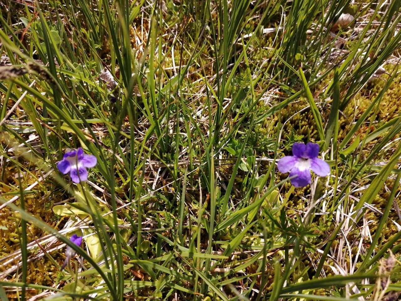 Pinguicula christinae
