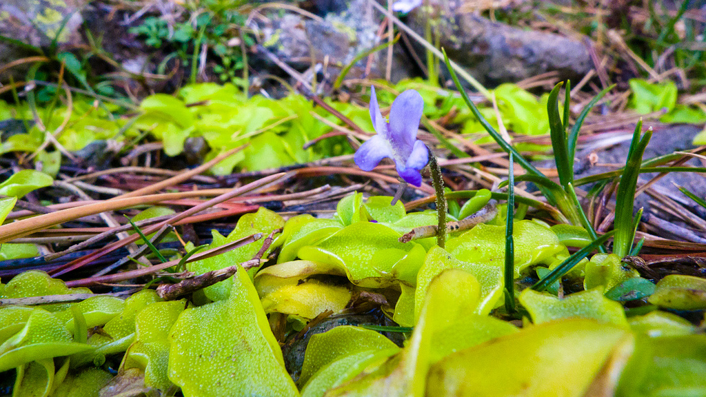 Pinguicula corsica