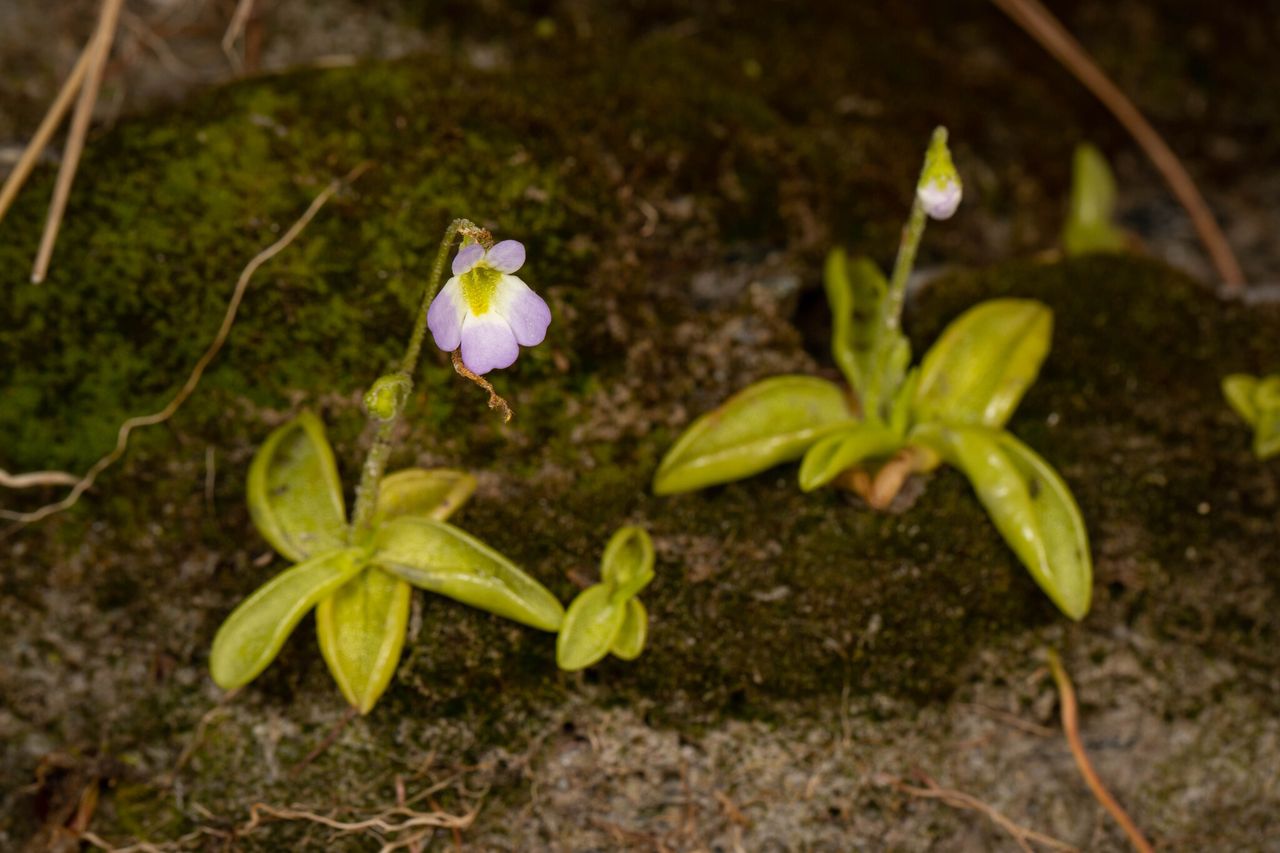 Pinguicula crystallina