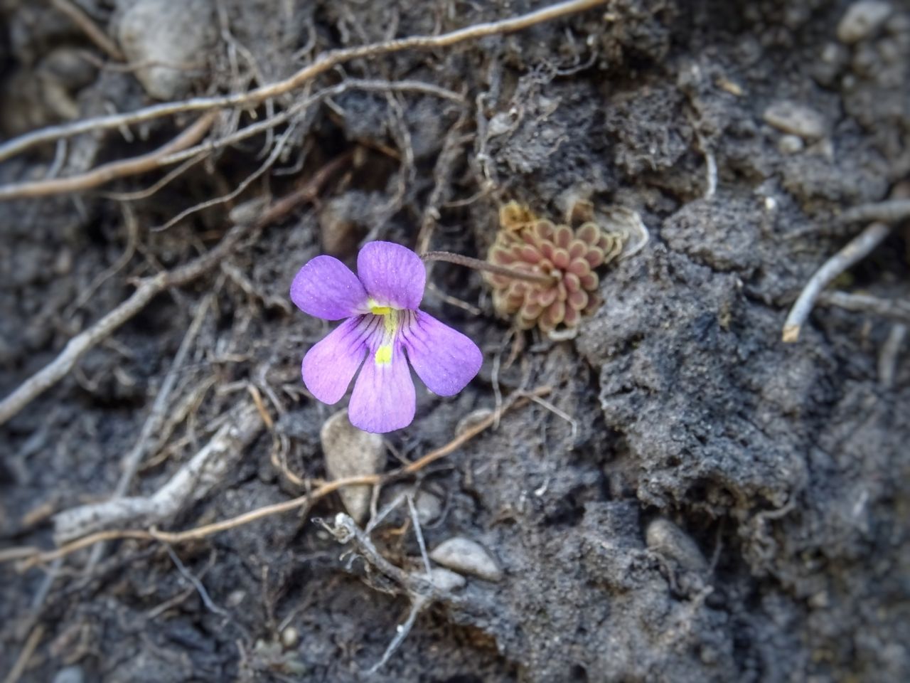 Pinguicula debbertiana