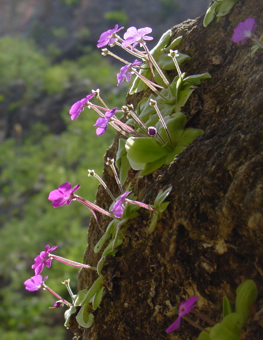Pinguicula elizabethiae