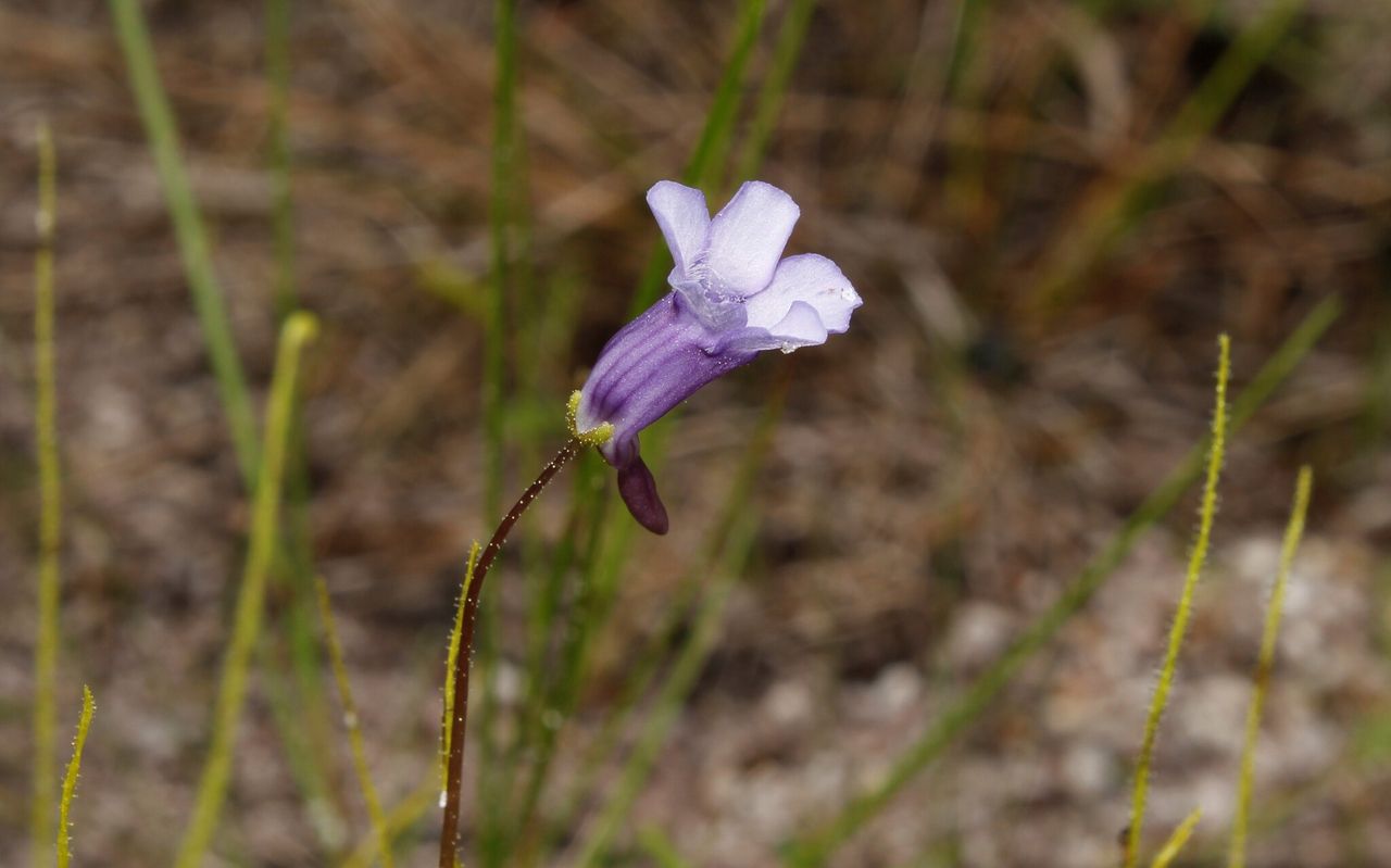 Pinguicula filifolia