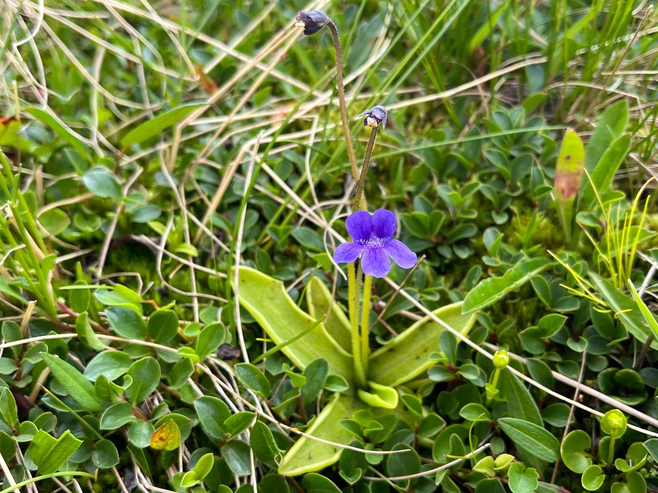 Pinguicula fiorii