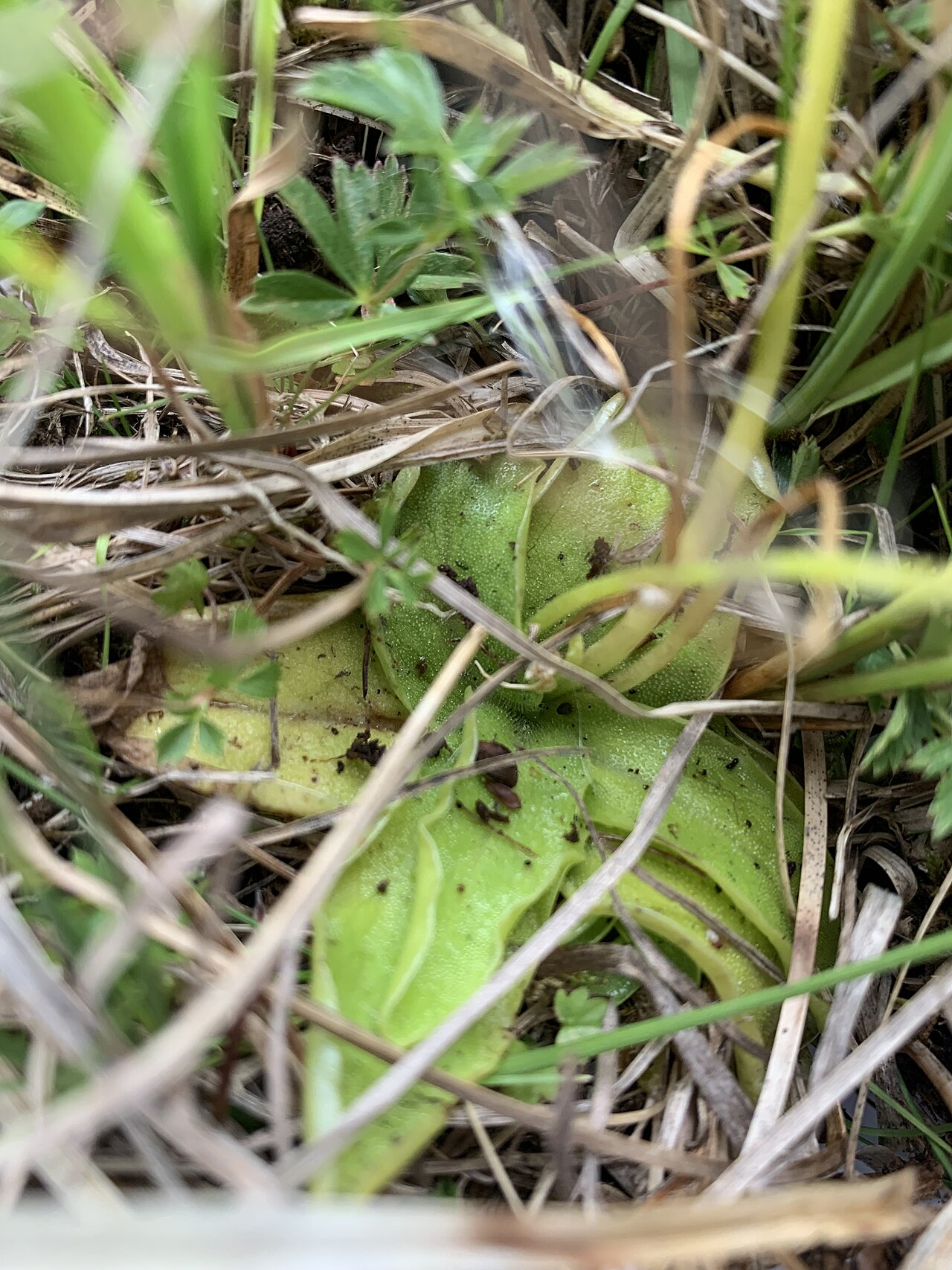 Pinguicula fontiqueriana