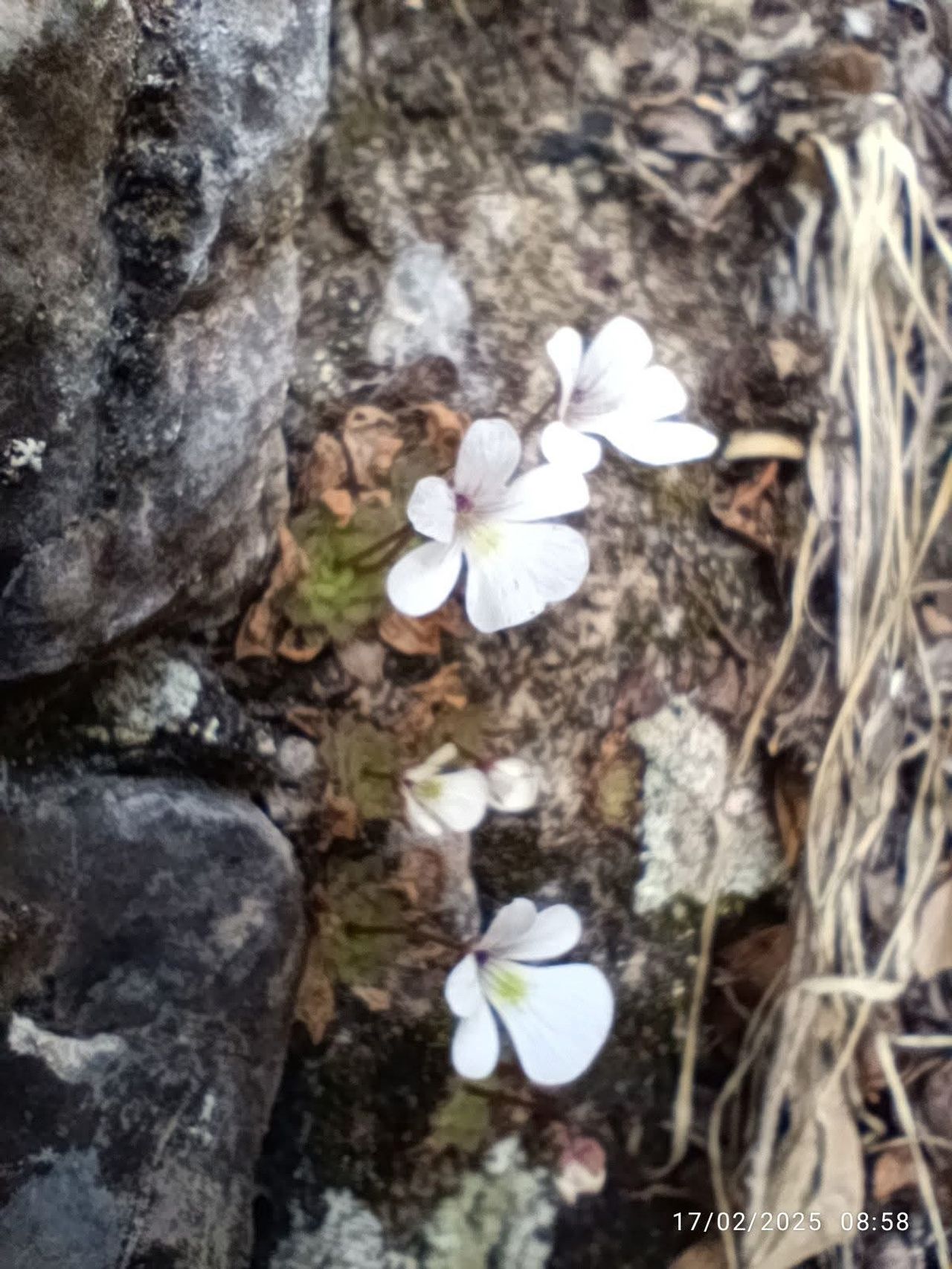 Pinguicula gracilis