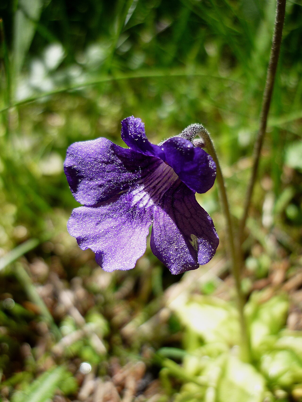 Pinguicula grandiflora — the flower