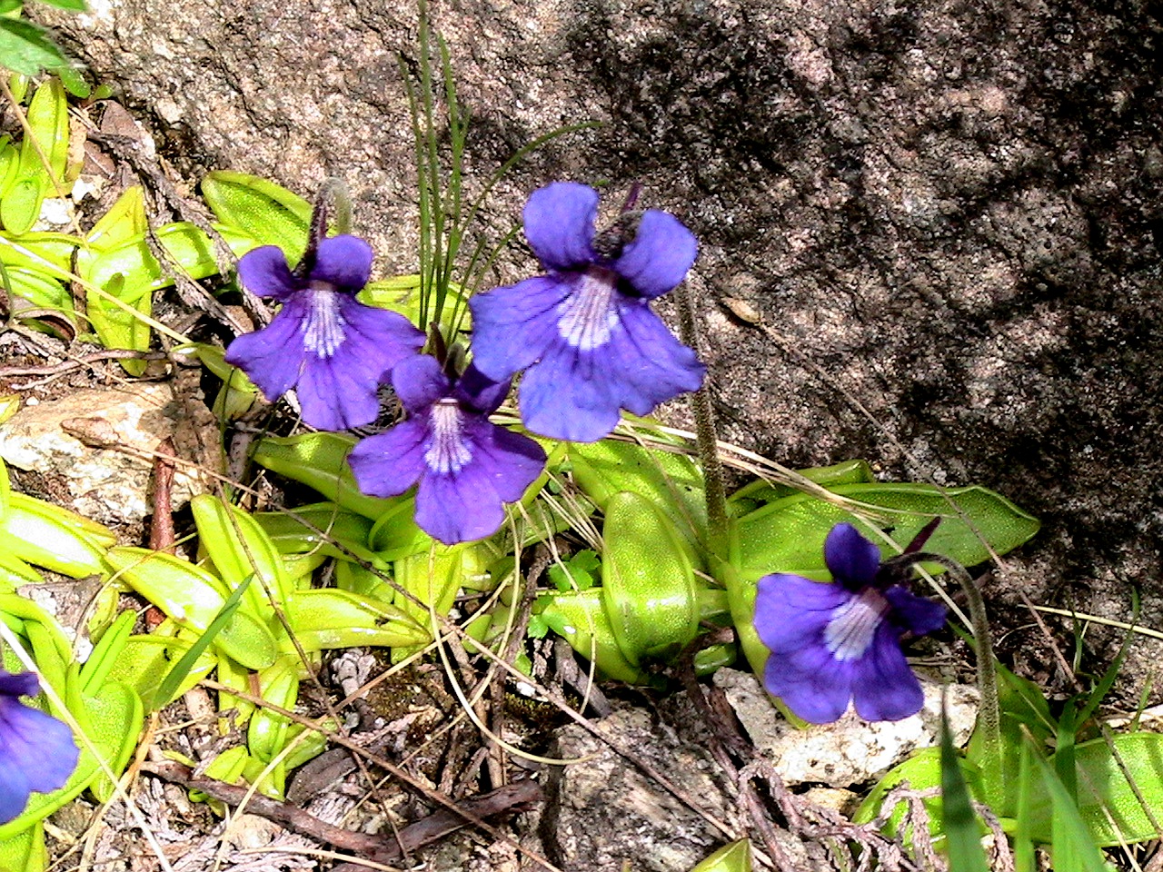 Pinguicula grandiflora — the trap in close-up