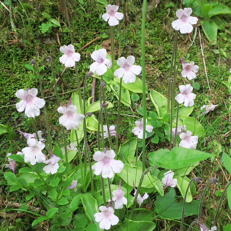 Pinguicula grandiflora — subsp. rosea — pale pink flower, purple throat streaks and a small spur