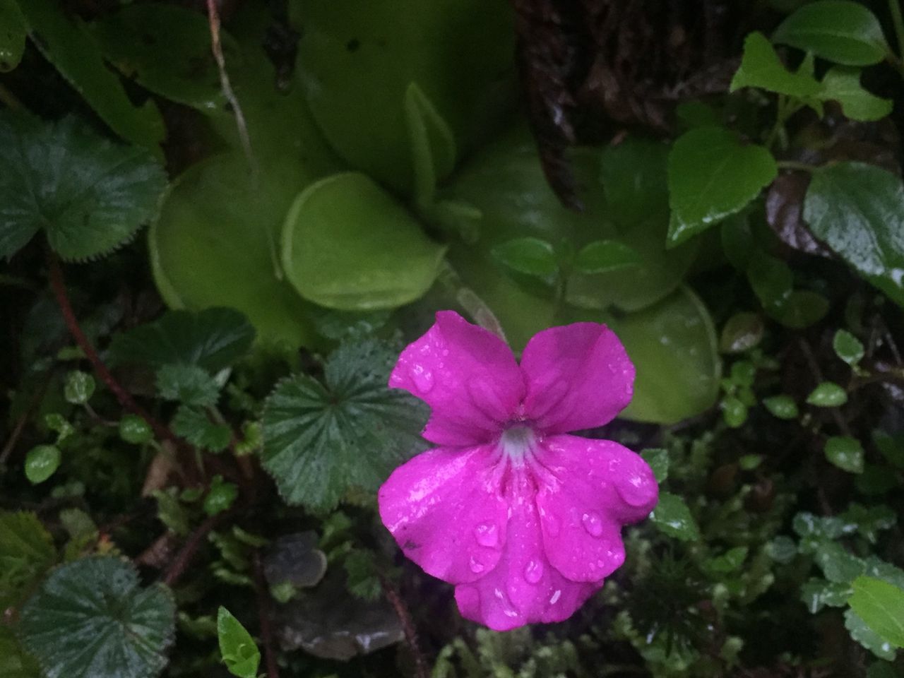 Pinguicula hemiepiphytica