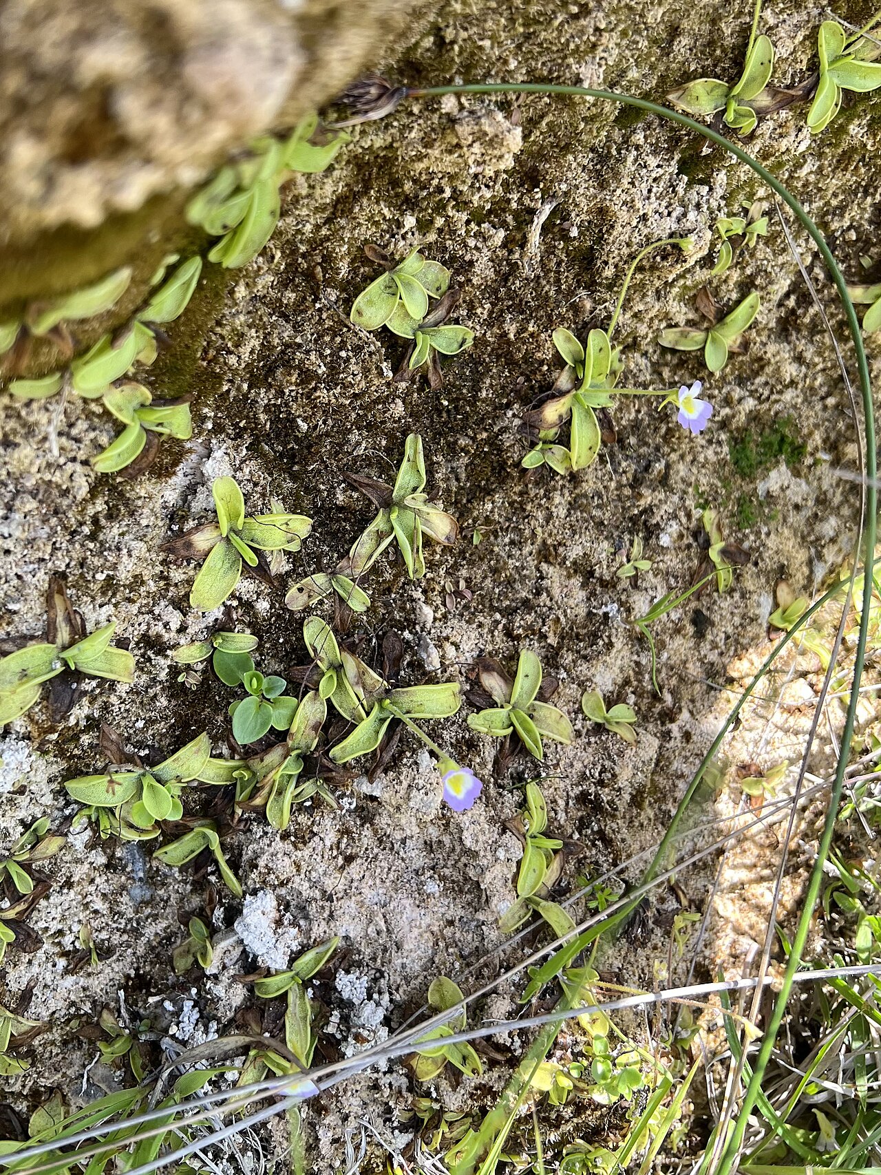 Pinguicula hirtiflora