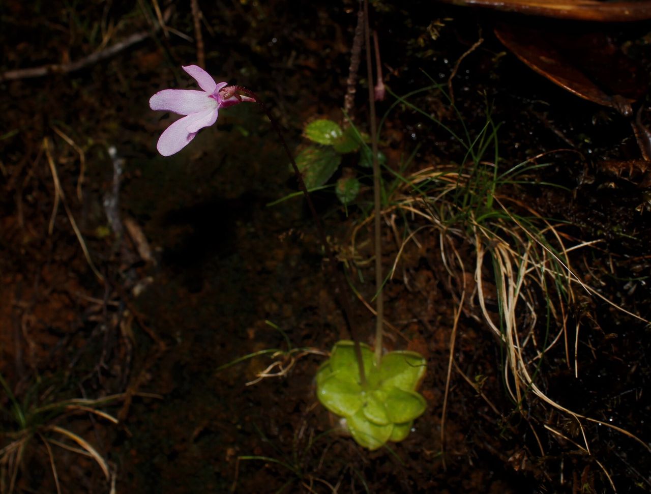 Pinguicula infundibuliformis