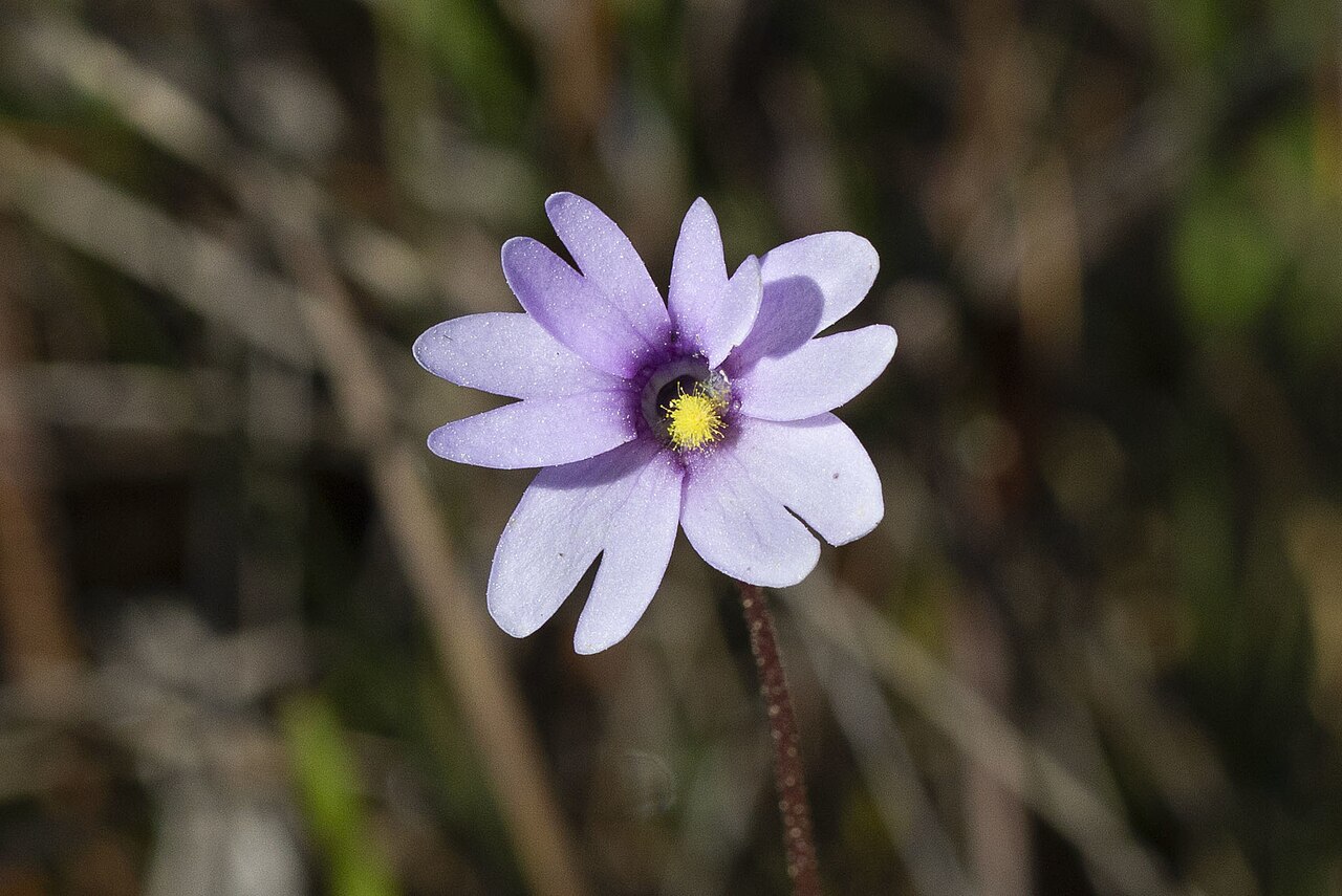 Pinguicula ionantha