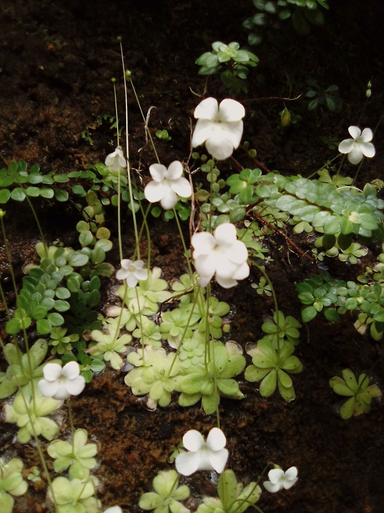Pinguicula jaraguana
