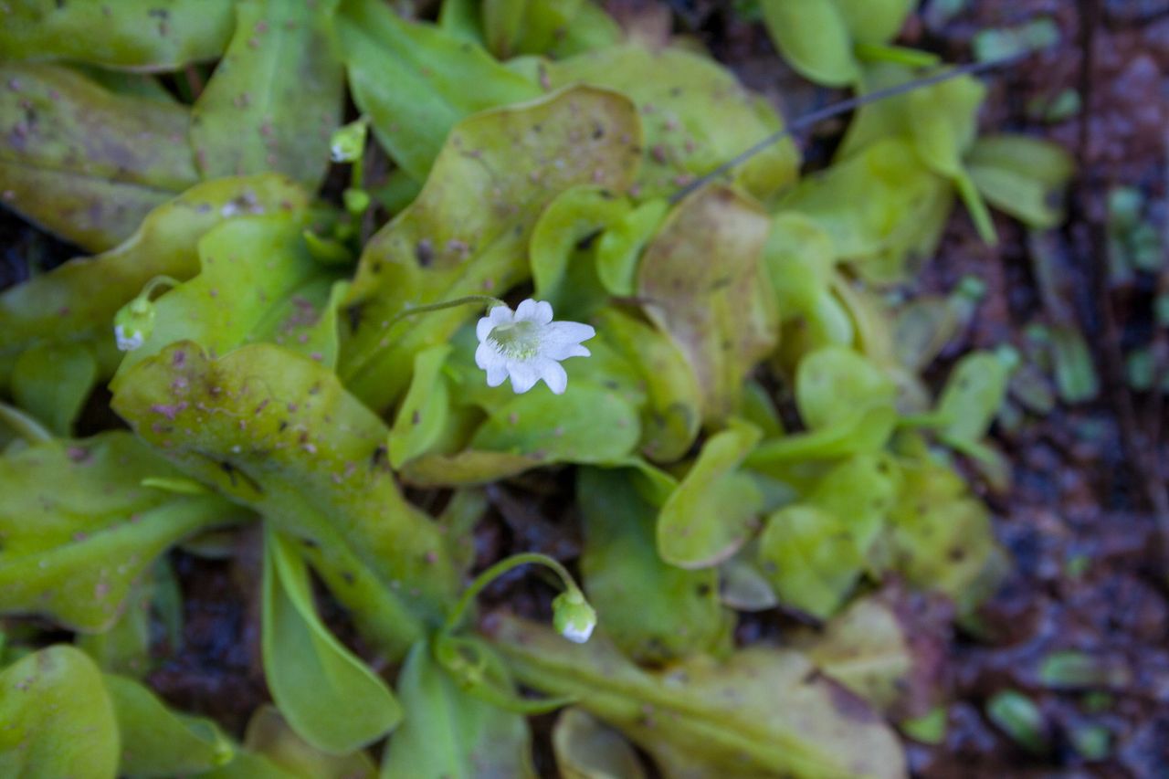Pinguicula jarmilae