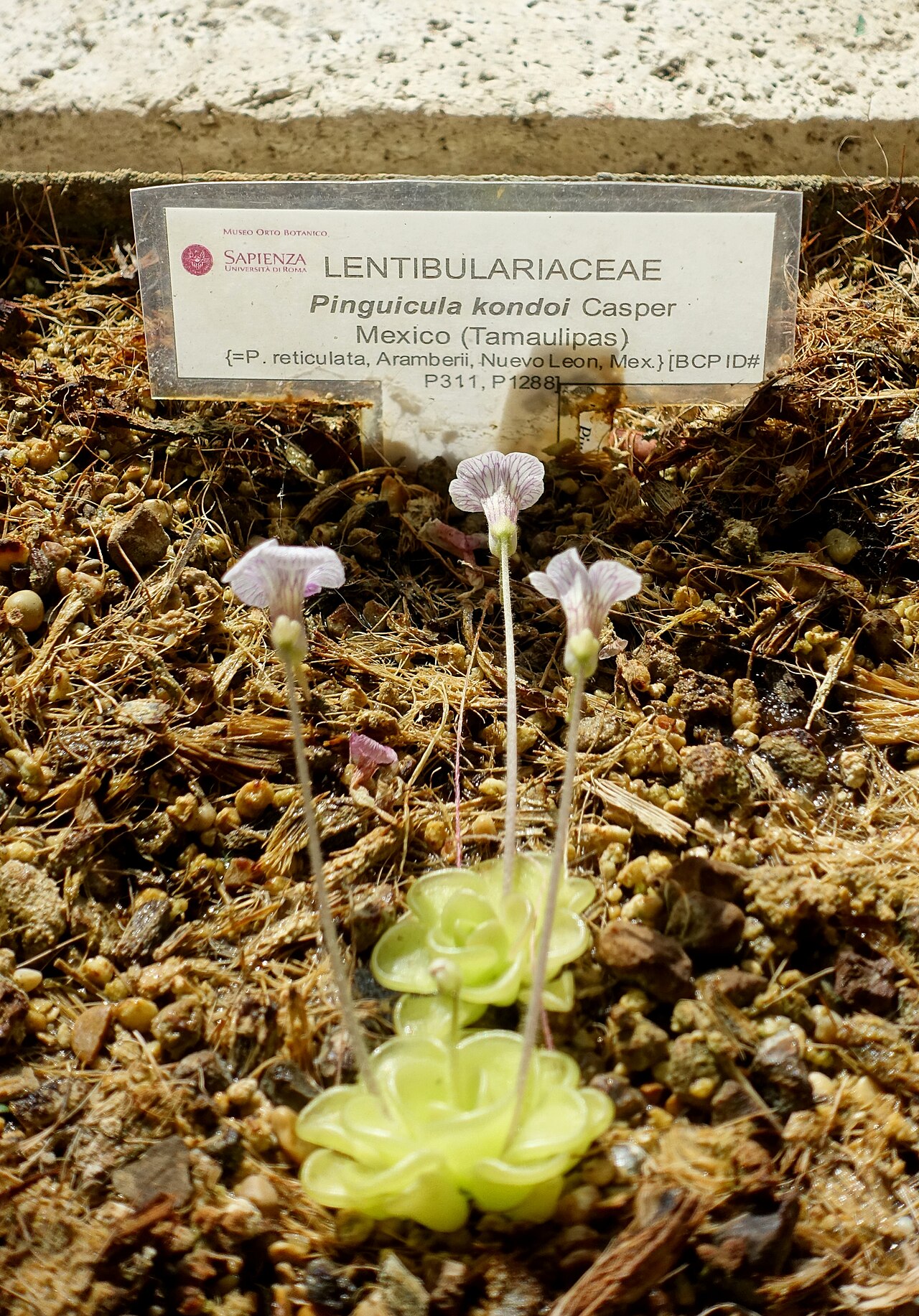 Pinguicula kondoi