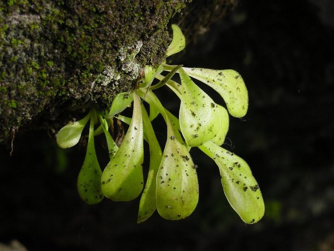 Pinguicula laxifolia