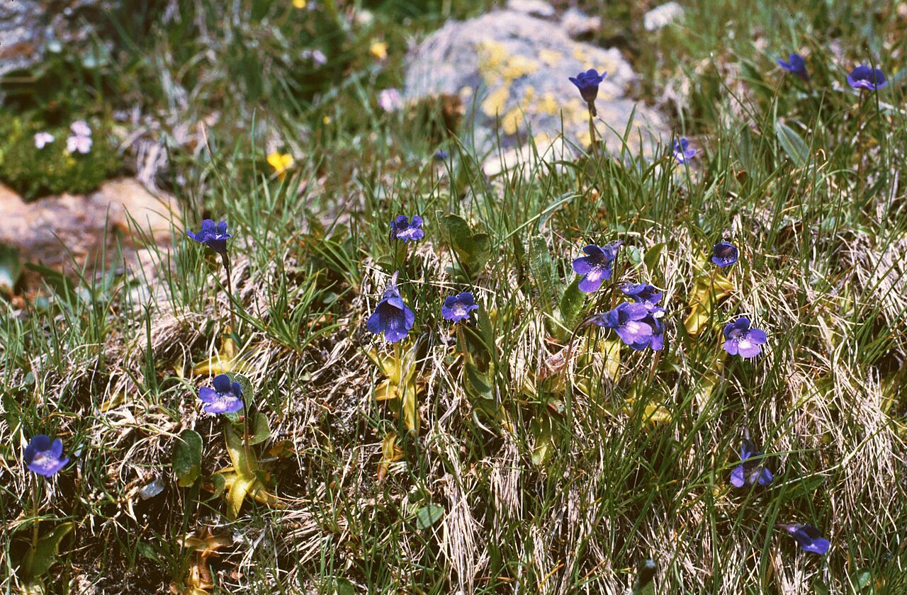 Pinguicula leptoceras