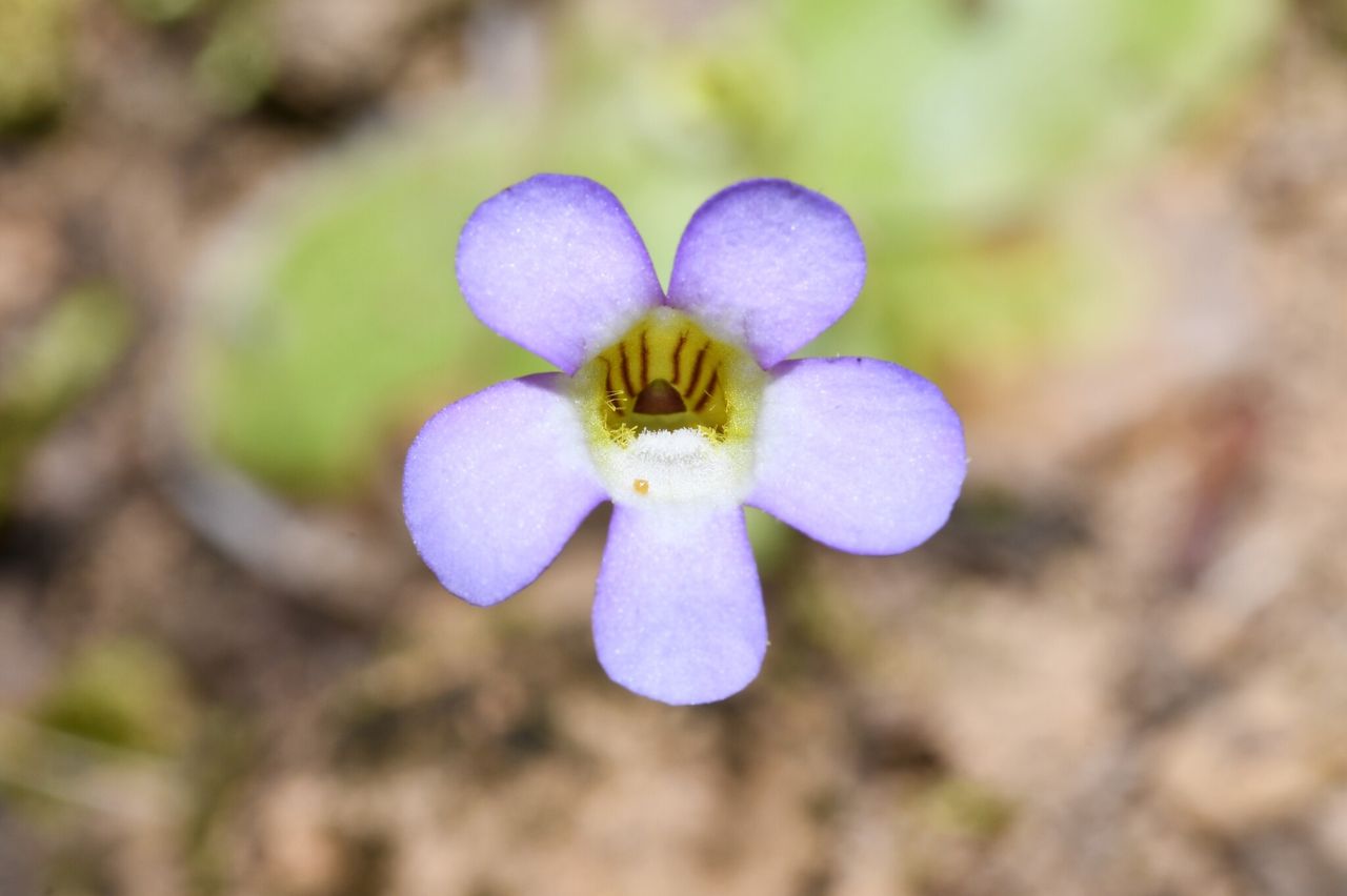 Pinguicula lilacina
