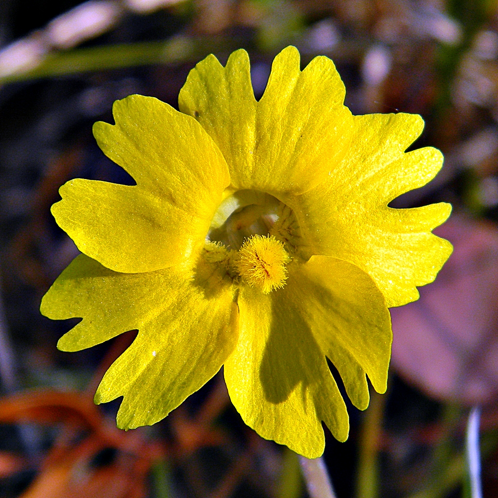 Pinguicula lutea