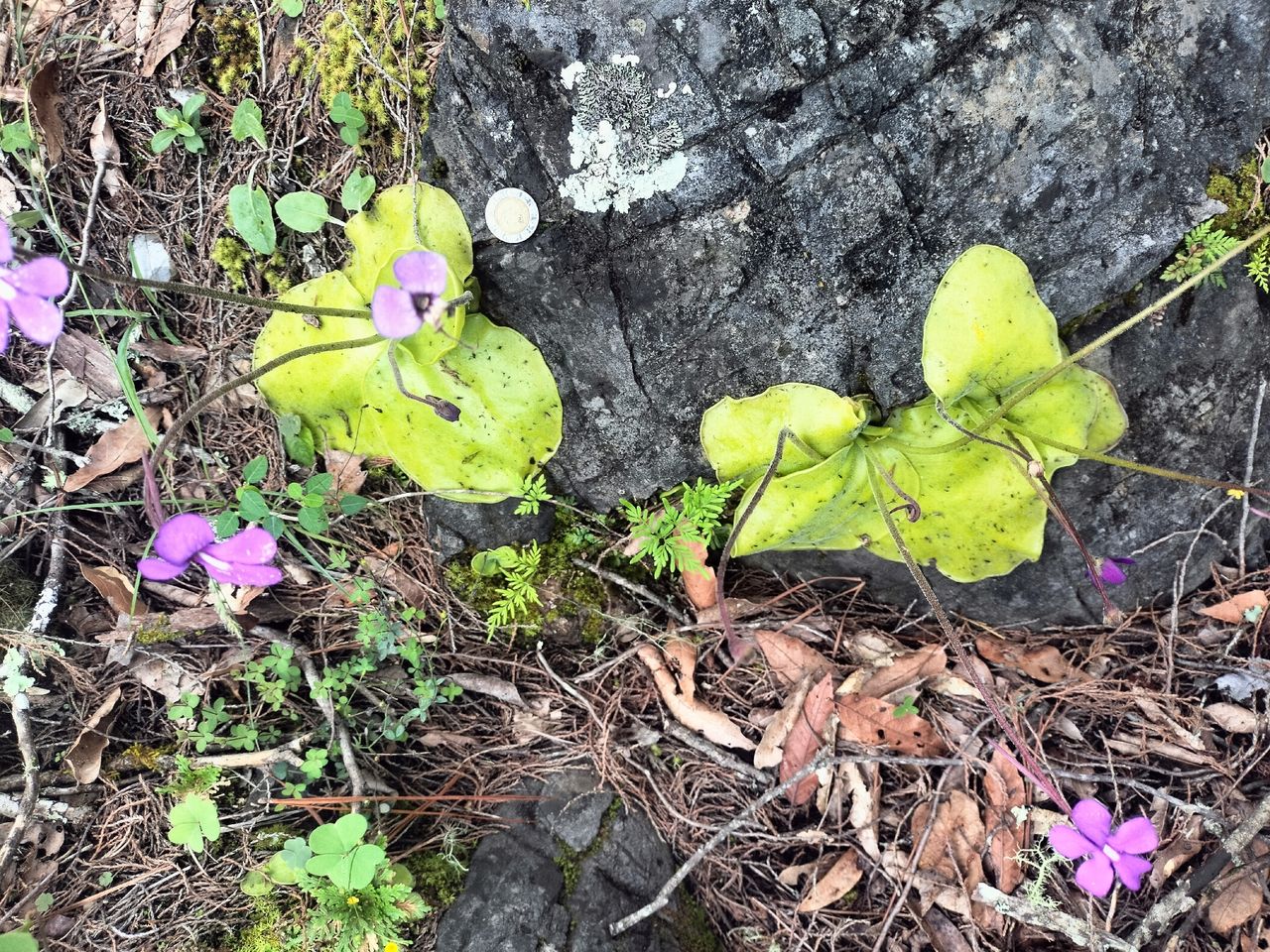 Pinguicula macrophylla
