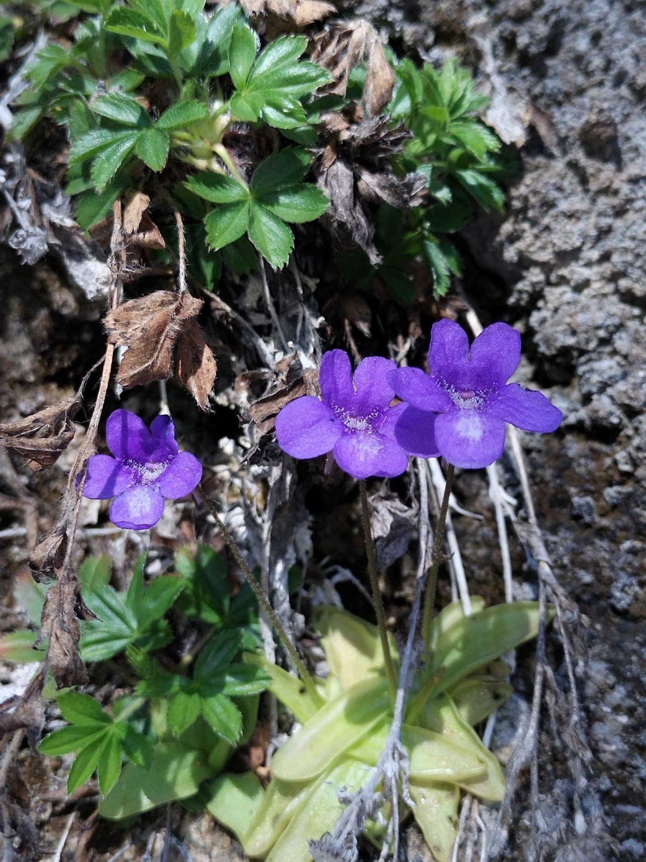 Pinguicula mariae