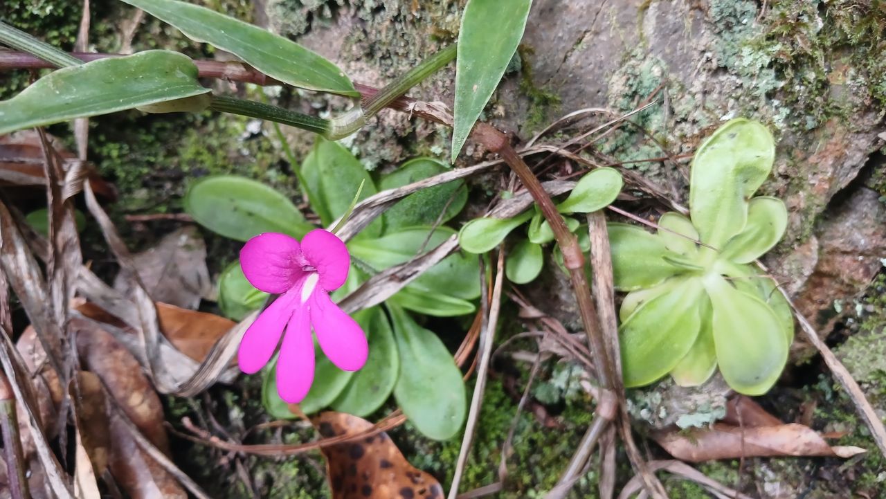 Pinguicula mesophytica