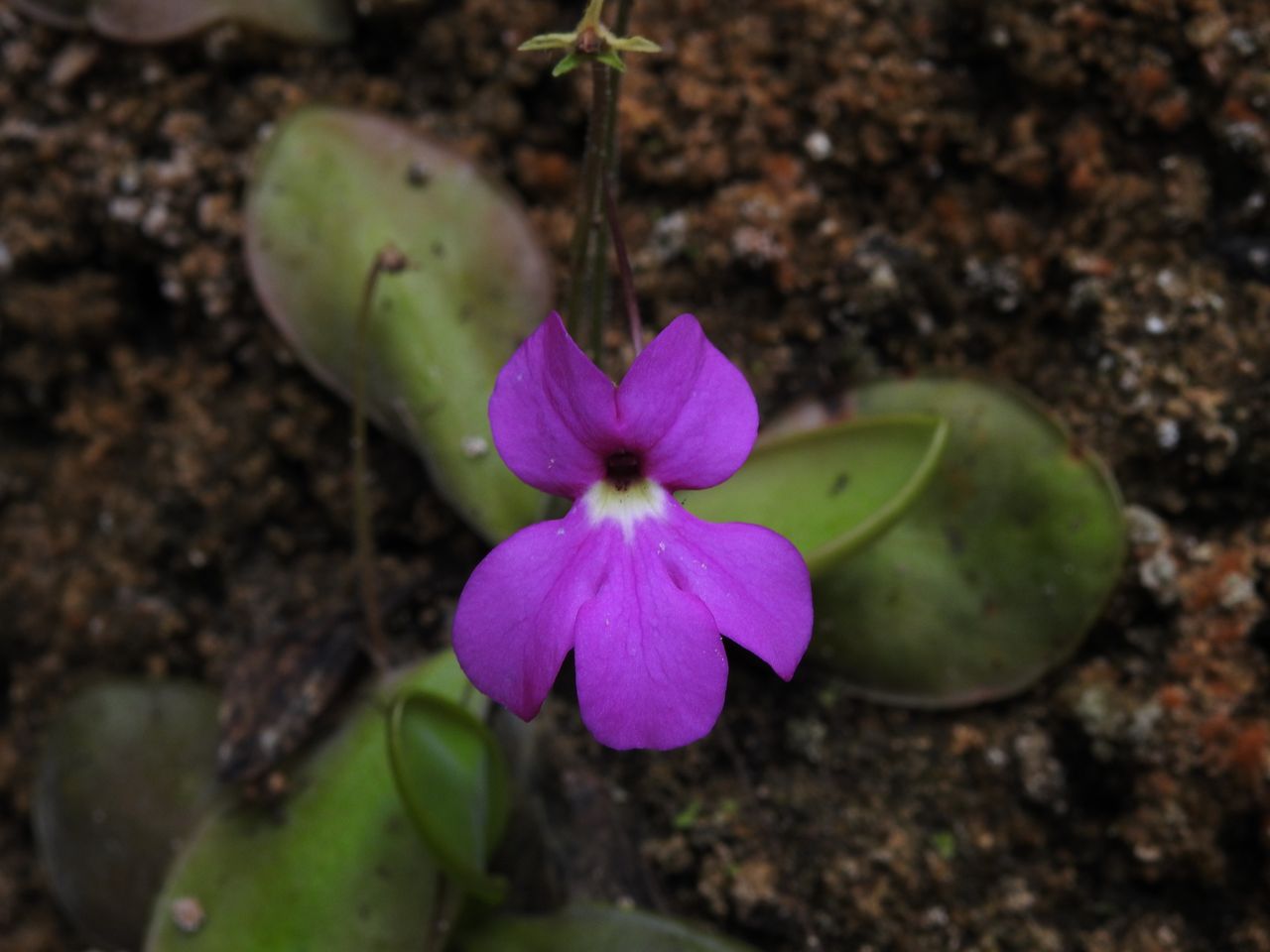 Pinguicula michoacana