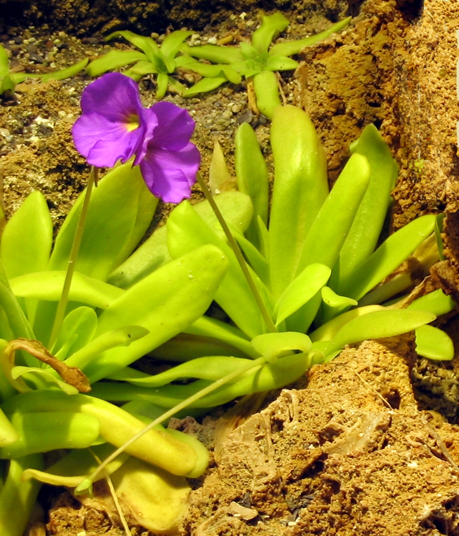 Pinguicula moctezumae
