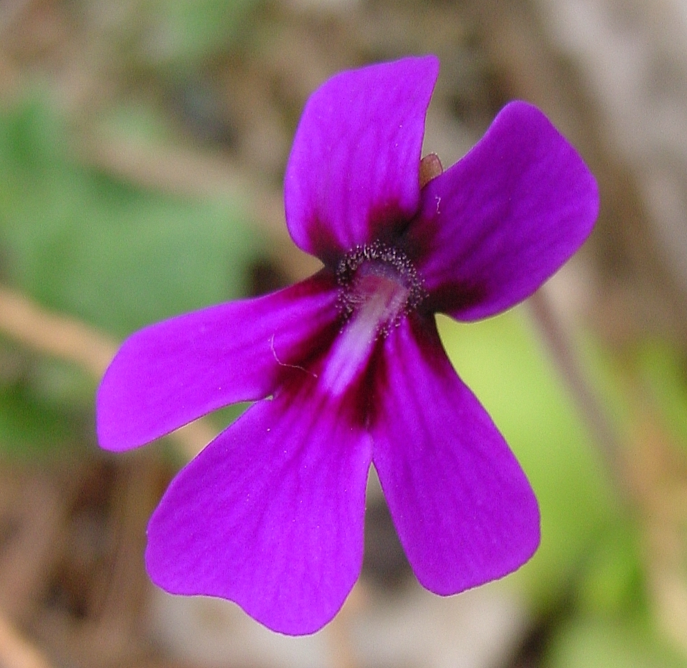 Pinguicula moranensis — de bloem