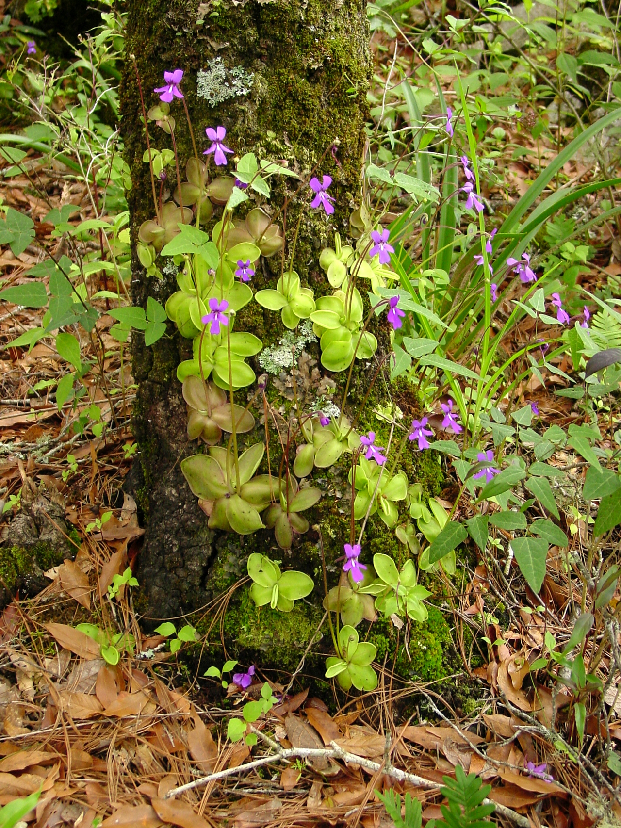 Pinguicula moranensis
