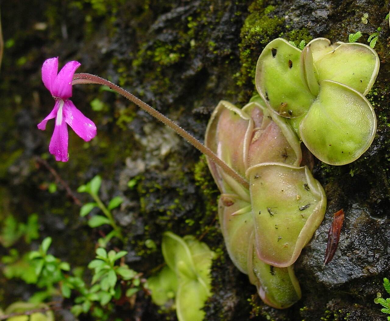 Pinguicula moranensis — de standplaats
