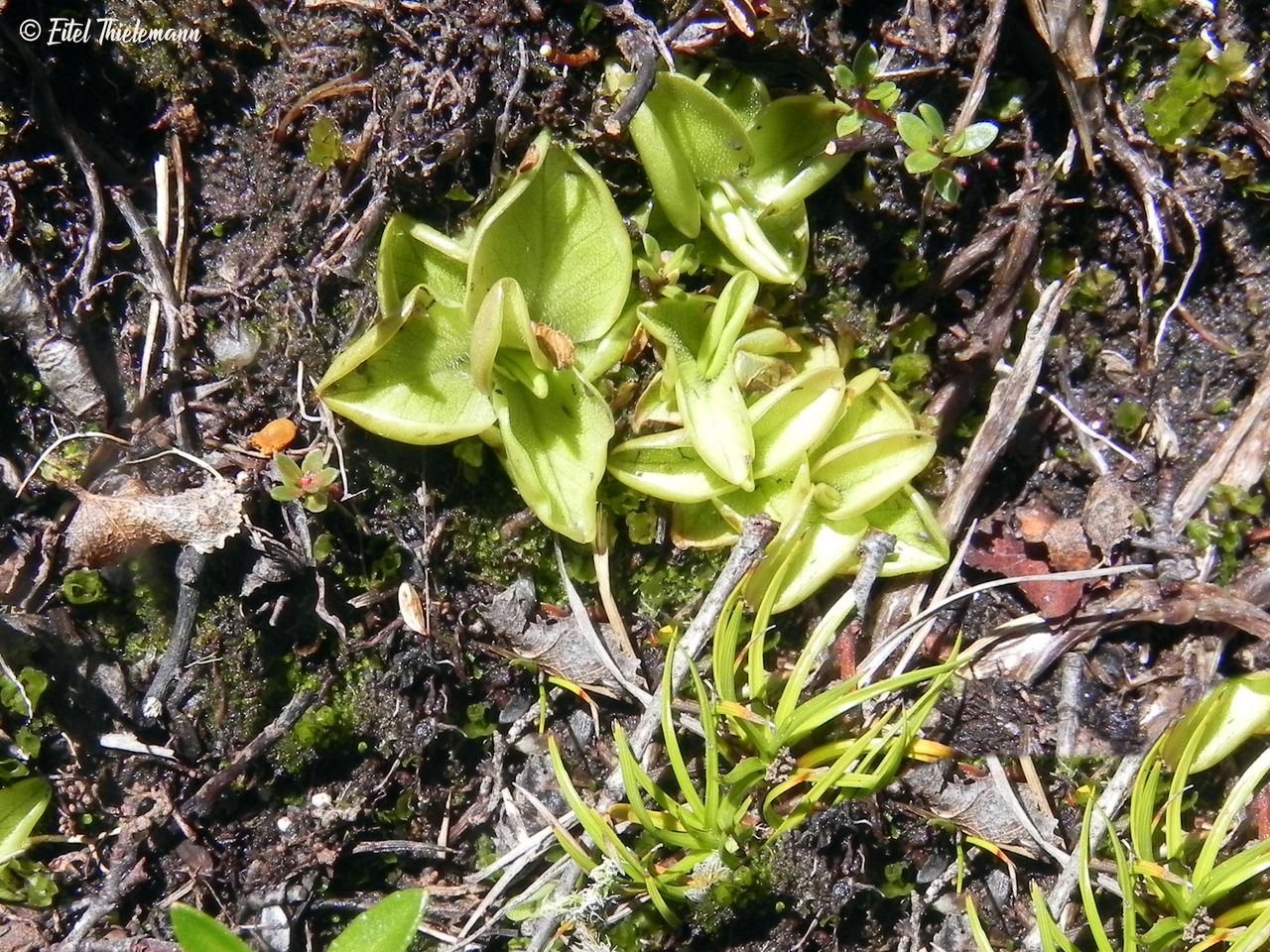 Pinguicula nahuelbutensis