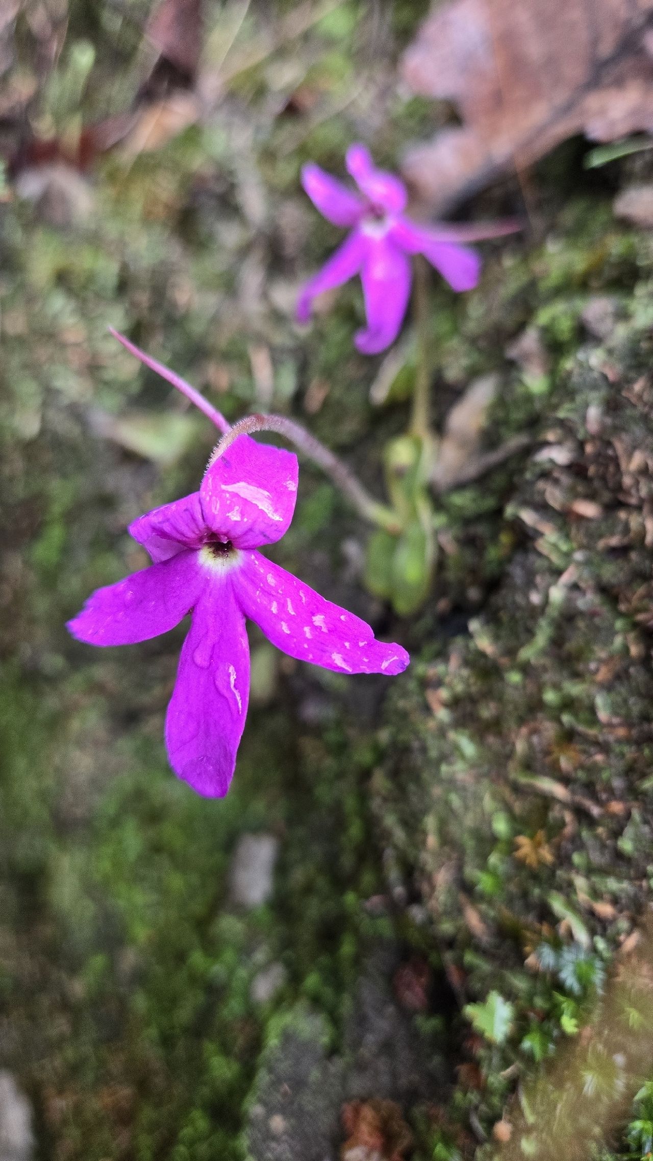 Pinguicula oblongiloba