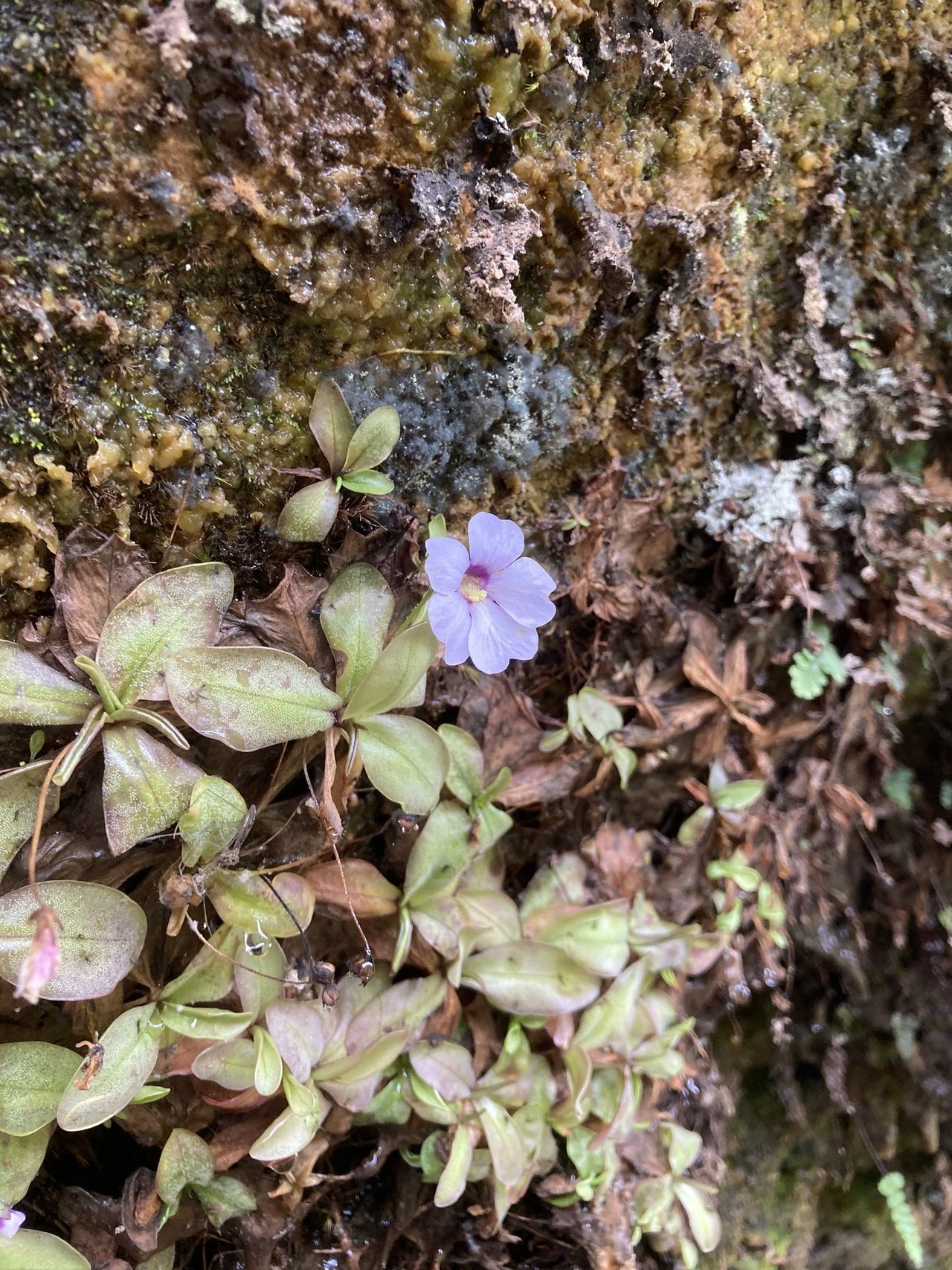 Pinguicula ombrophila