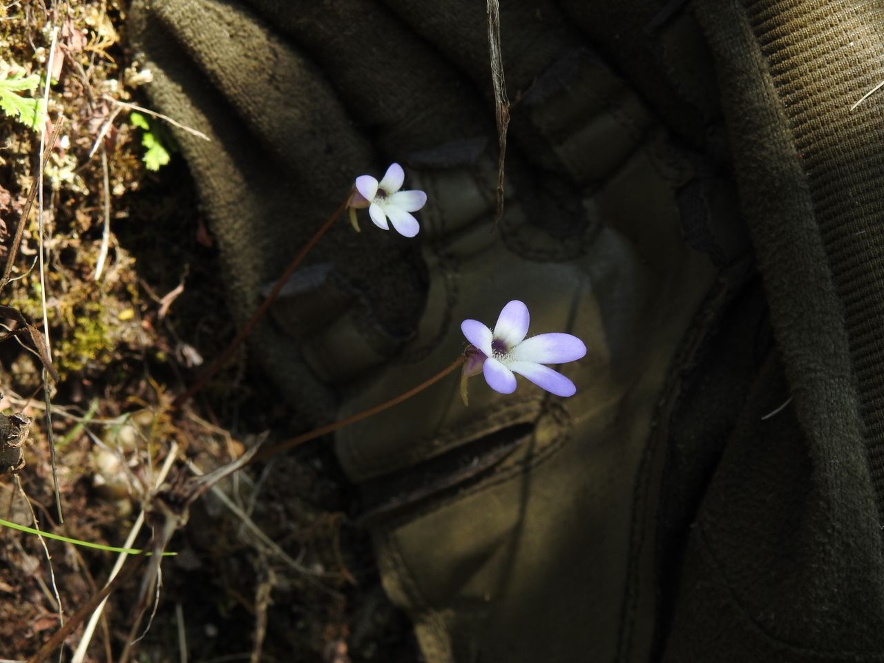 Pinguicula parvifolia