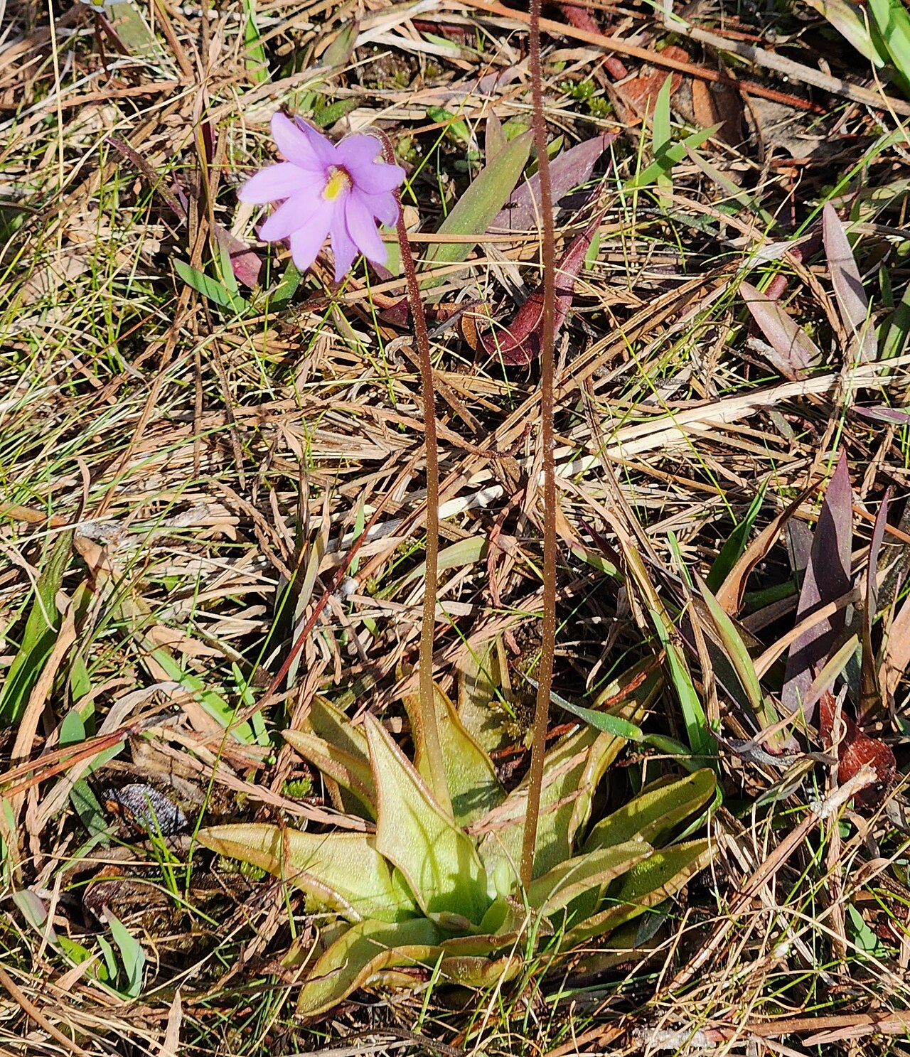 Pinguicula planifolia