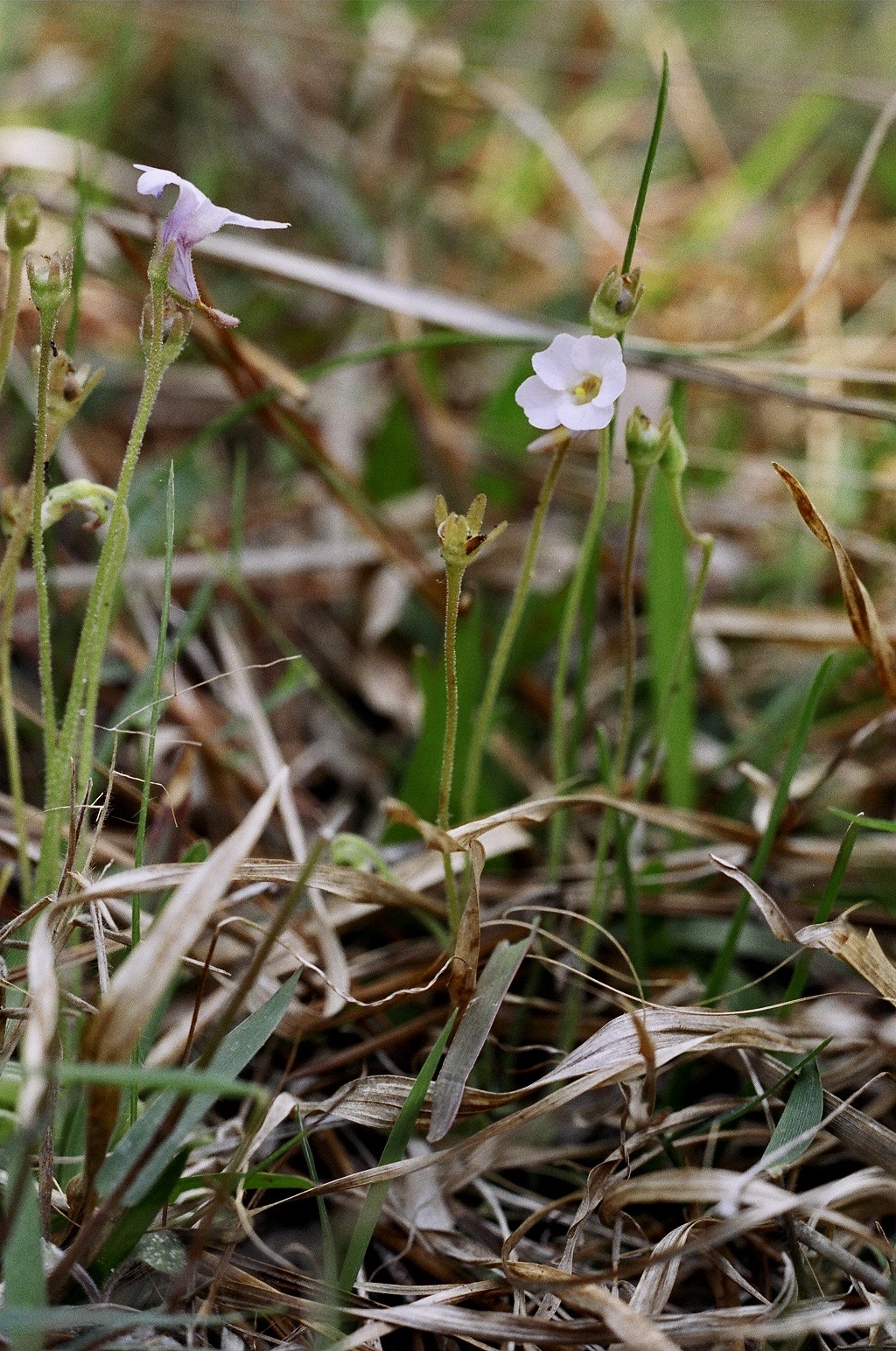 Pinguicula pumila