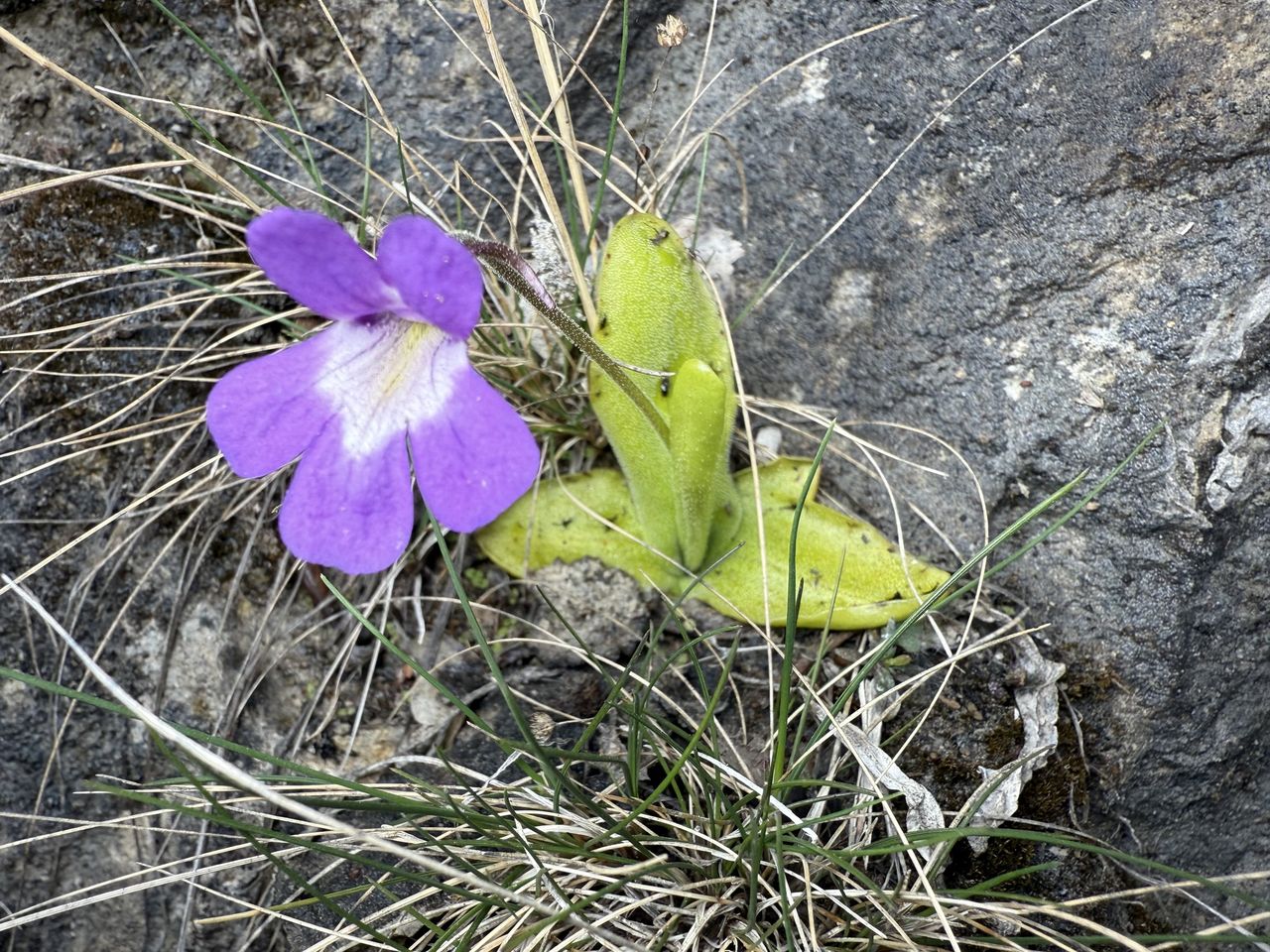 Pinguicula reichenbachiana