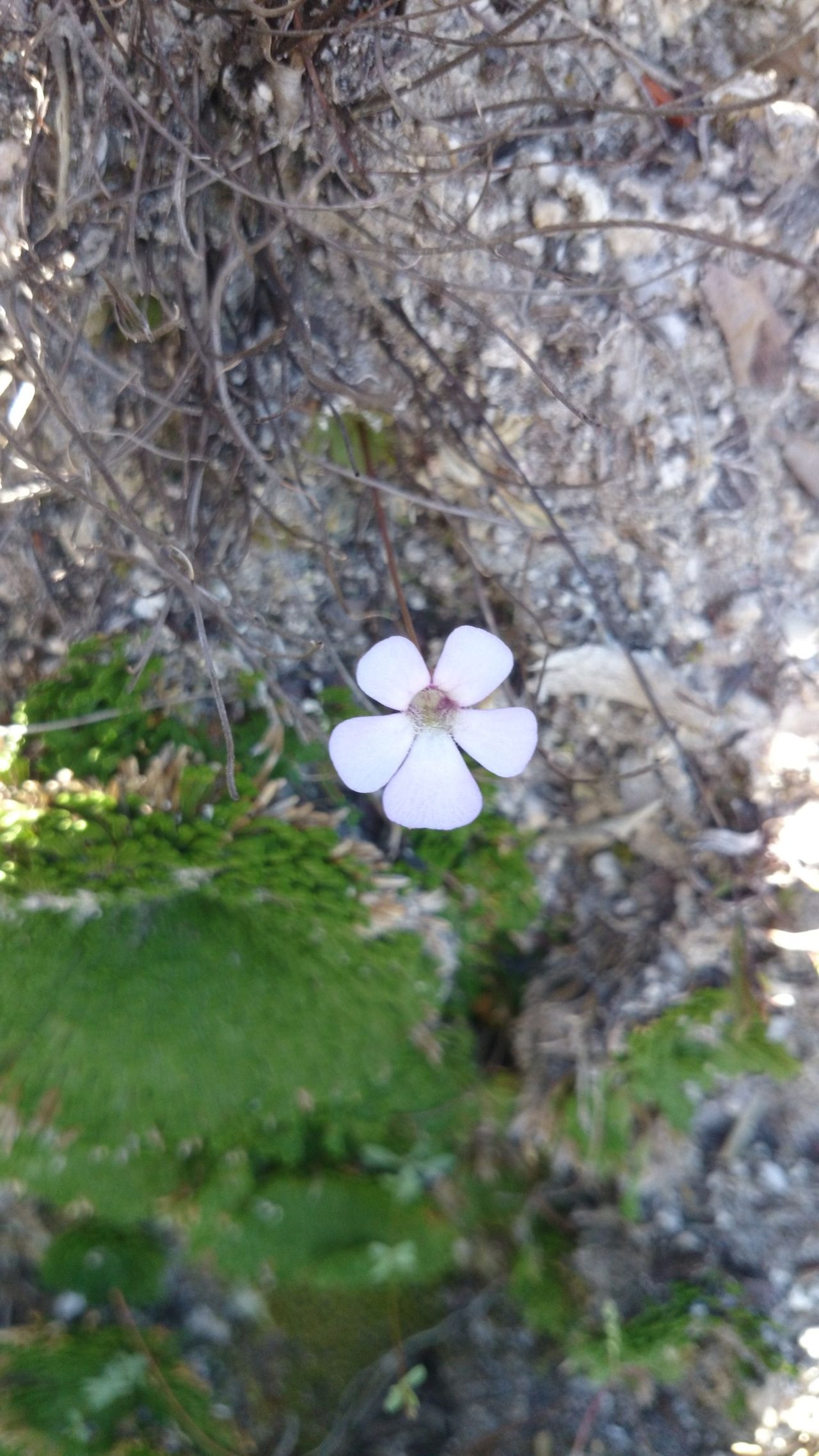 Pinguicula rotundiflora