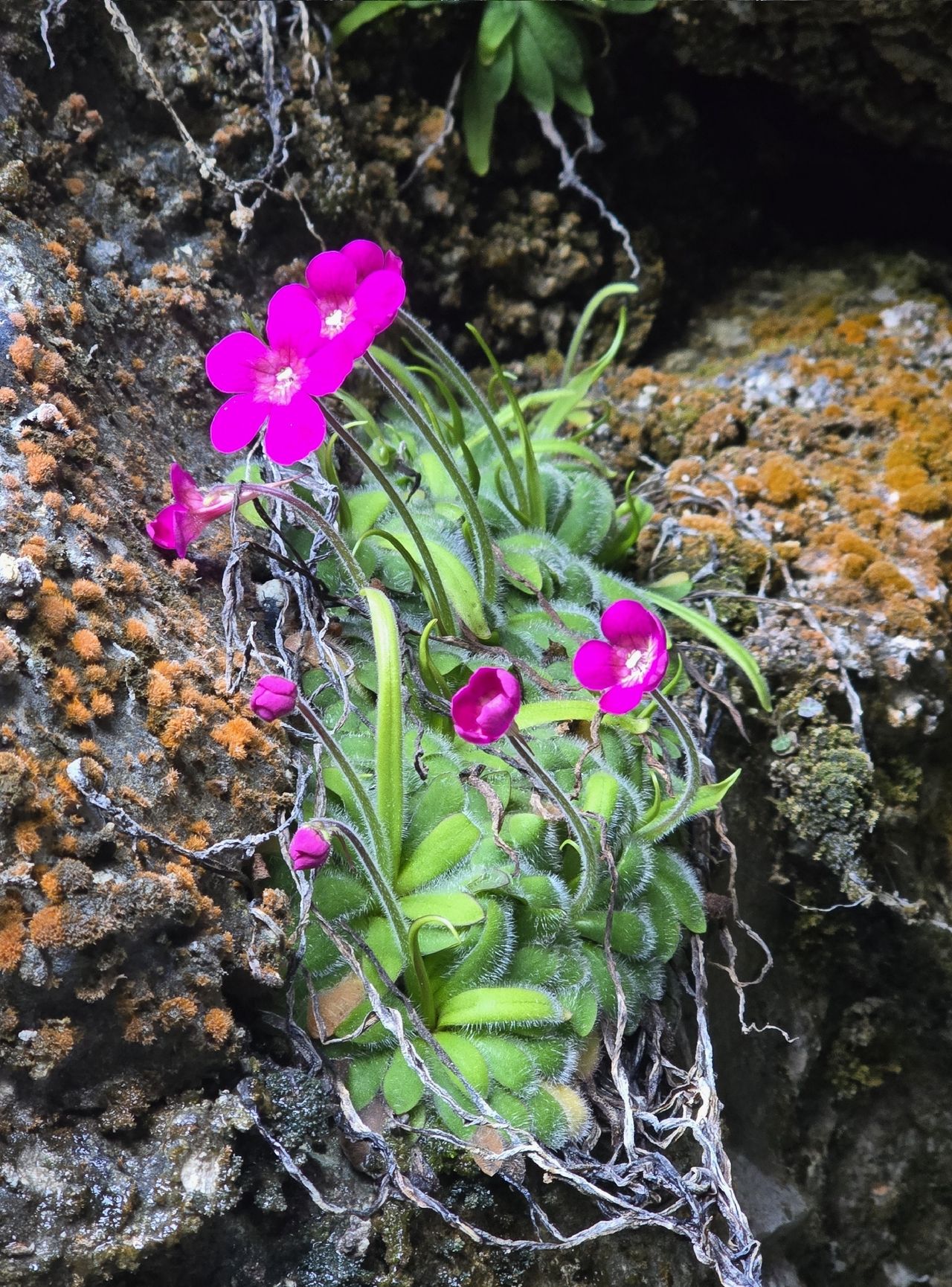 Pinguicula rzedowskiana