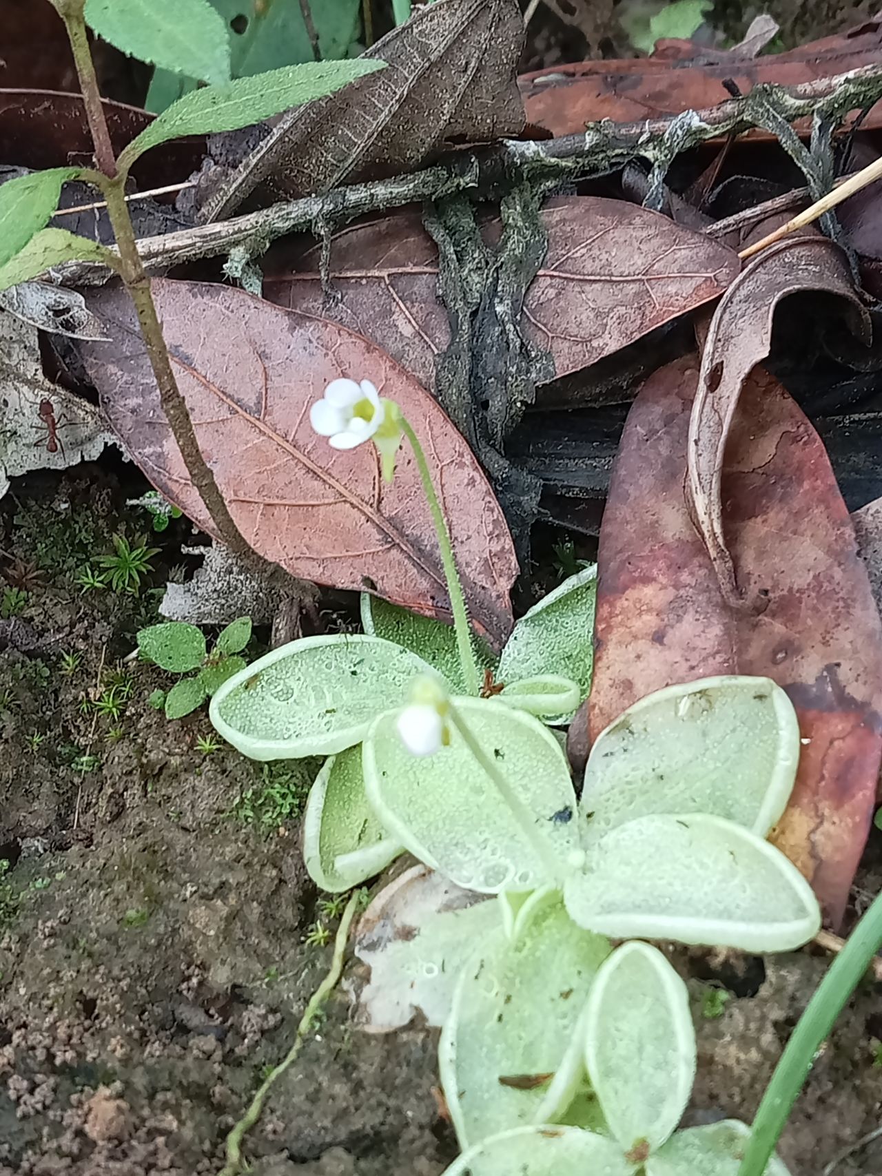 Pinguicula sharpii