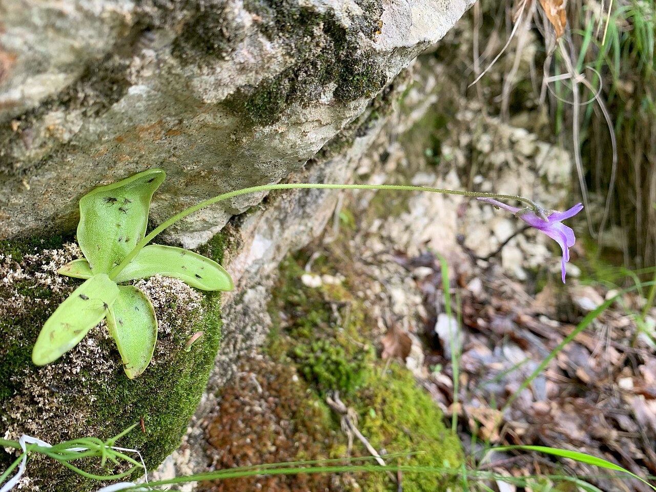 Pinguicula vallis-regiae