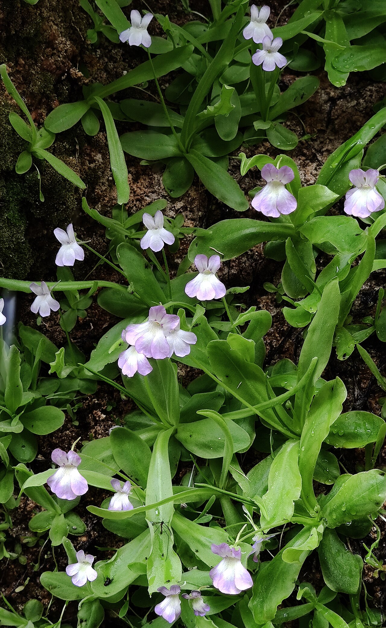Pinguicula vallisneriifolia