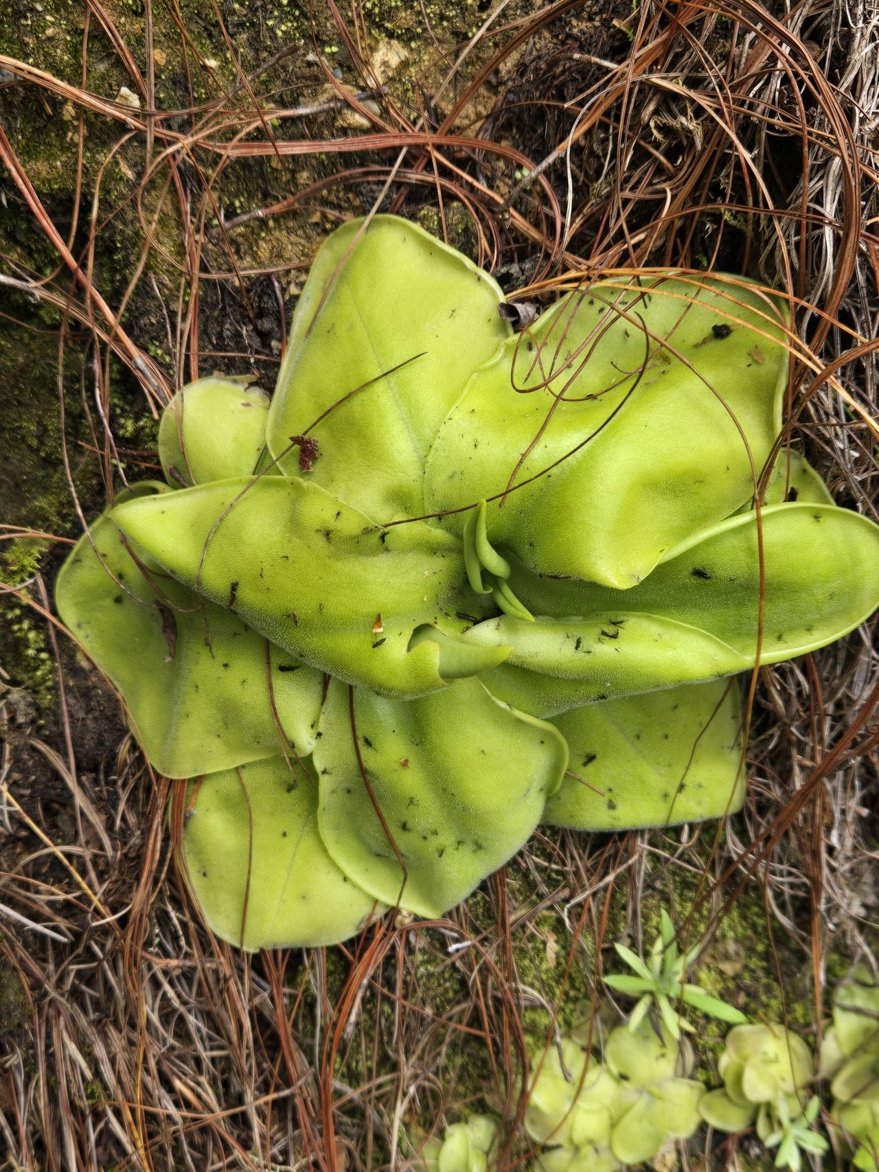 Pinguicula zecheri