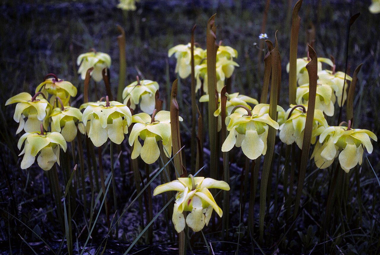 Sarracenia alata — the flower