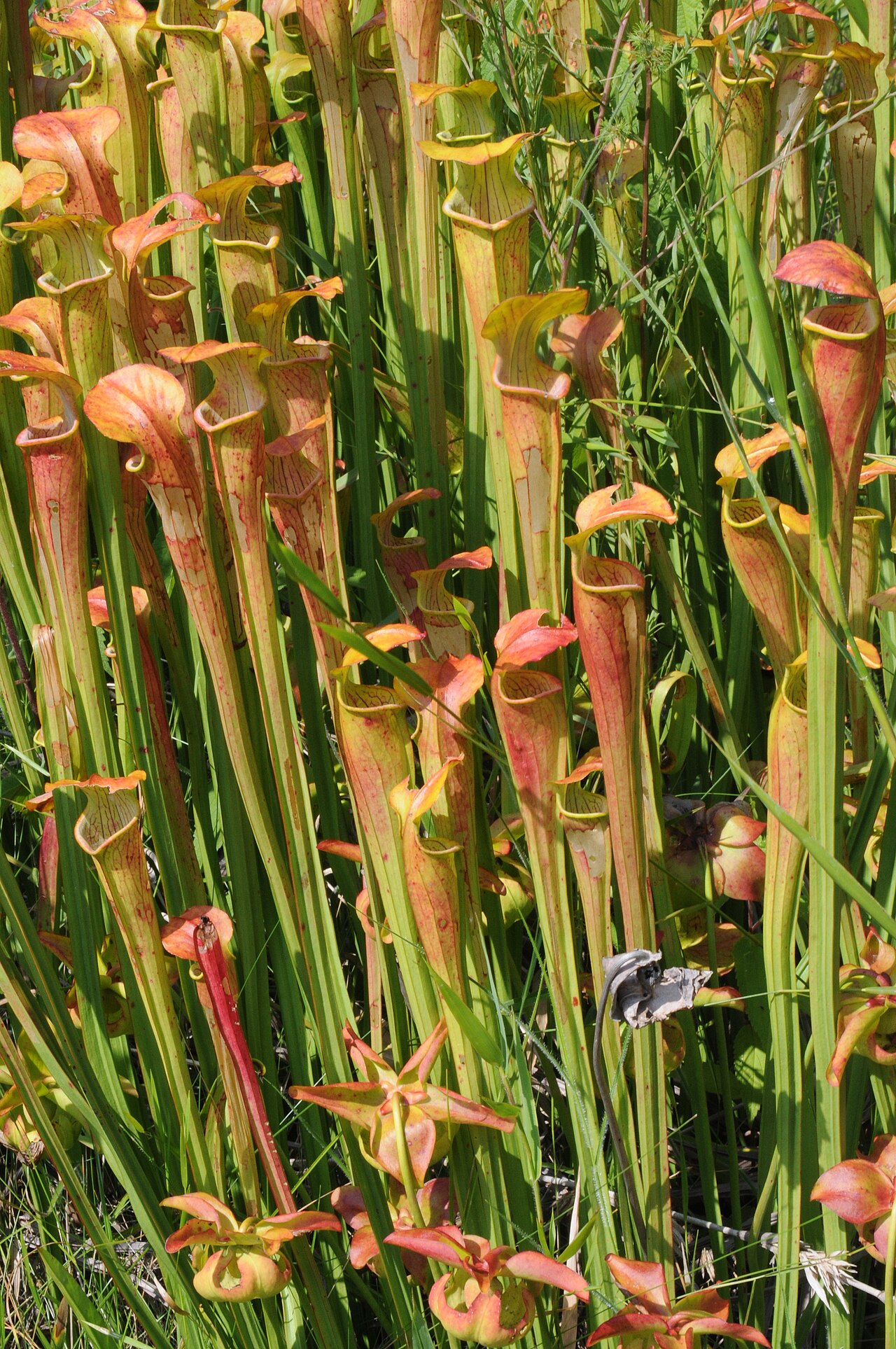 Sarracenia alata