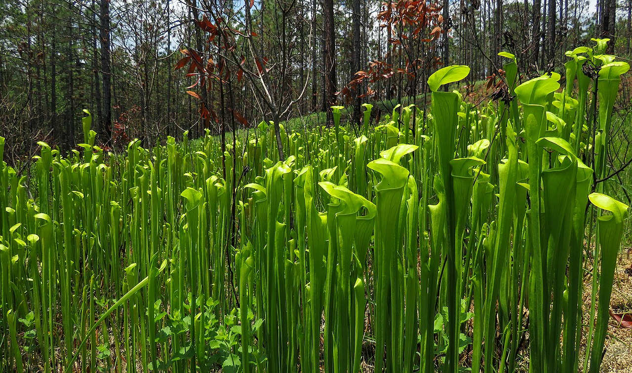 Sarracenia alata — the habitat