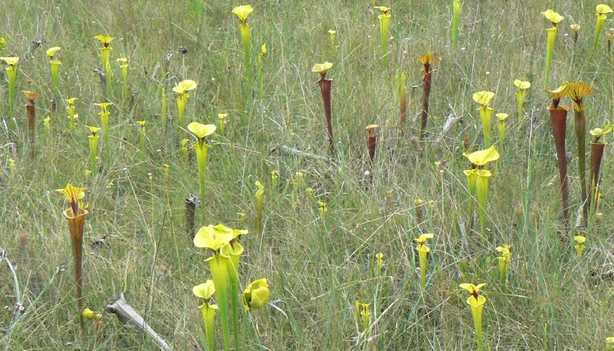Sarracenia flava — de standplaats