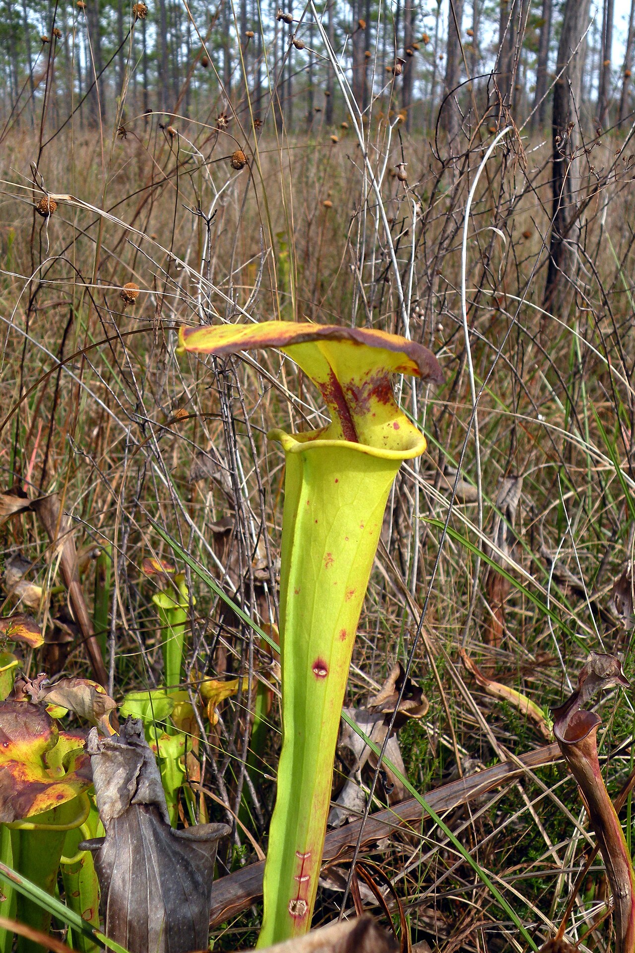 Sarracenia flava — de val van dichtbij